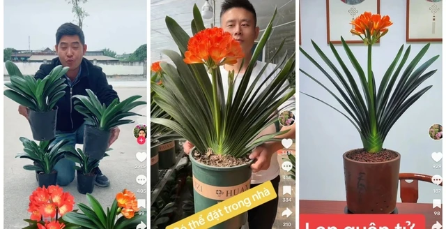 Nhiều người chi tiền triệu mua cây lan quân tử về chơi