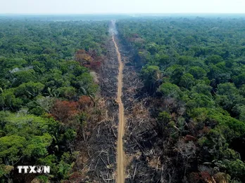 Thế giới mất đi diện tích rừng nguyên sinh bằng 10 sân bóng đá trong một phút