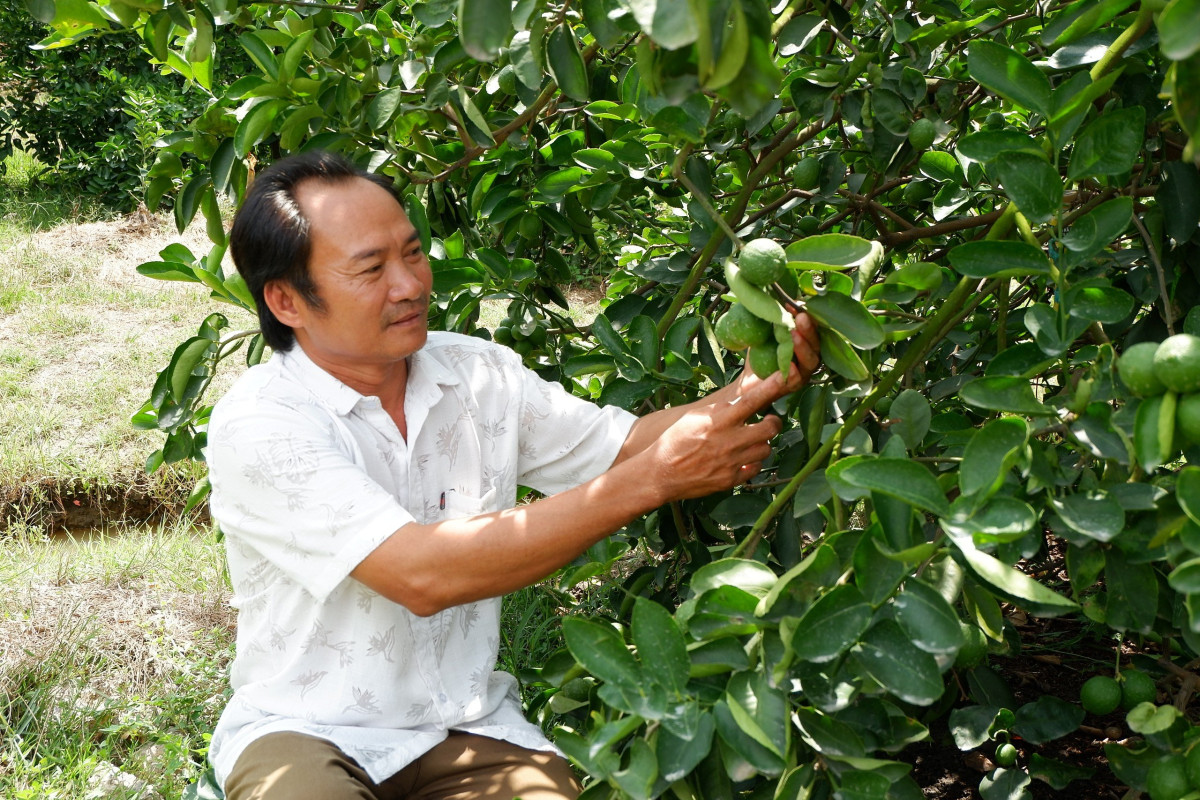 Chuyển đổi cơ cấu cây trồng mang lại hiệu quả