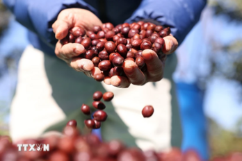 Vietnam – EU’s second biggest coffee supplier in 2023