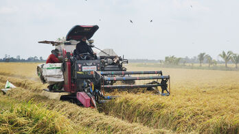 Kiến Tường: Sản lượng lúa Đông Xuân đạt hơn 135.000 tấn
