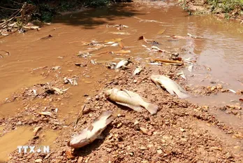 Cá chết ở khe Rào Trường: Nhiều chỉ tiêu nước thải từ trại lợn vượt quy chuẩn