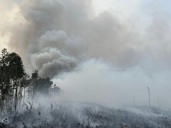 Điều tra vụ cháy rừng tràm ở Đức Huệ