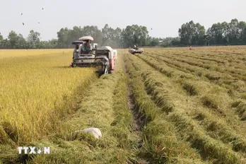 Giá lúa và gạo ở khu vực Đồng bằng sông Cửu Long tuần qua đều tăng