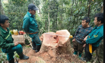 Bắt quả tang 5 đối tượng khai thác gỗ rừng tự nhiên trái pháp luật