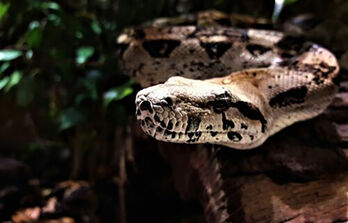 Phát hiện loài rắn lớn nhất từng sống trên Trái đất