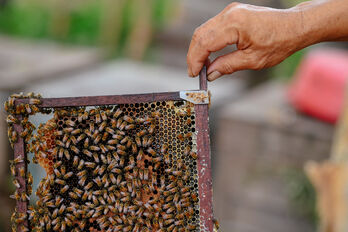 Nghề nuôi ong lấy mật