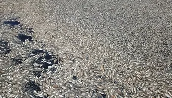 Đồng Nai: Cá chết nổi trắng hồ thủy lợi Sông Mây