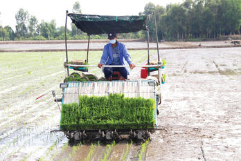 Long An promotes high technology application to become a major rice granary