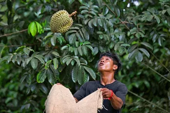 Heat wave ravages Thailand's durian farms