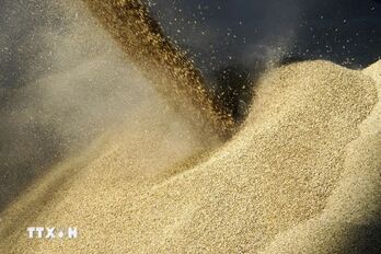 Nguy cơ Nga giảm xuất khẩu ngũ cốc do mất mùa