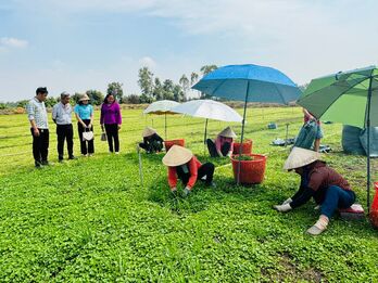 Trao đổi kinh nghiệm trồng rau má