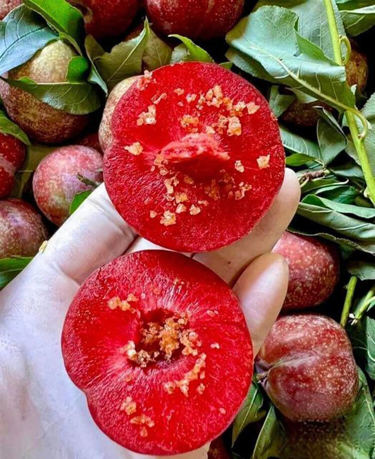 Trái mận chữa nhiều bệnh độc đáo ít người biết cách dùng