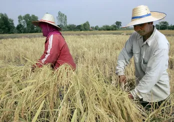 Giá gạo xuất khẩu của Thái Lan tăng lên mức cao nhất trong hơn ba tháng