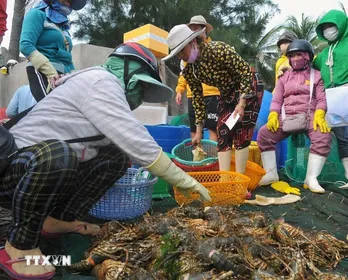 Thiệt hại lớn tại “thủ phủ tôm hùm của Việt Nam” do thủy sản chết hàng loạt