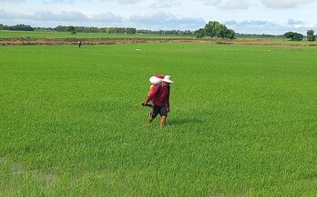 Chủ động sản xuất vụ lúa Hè Thu 2024