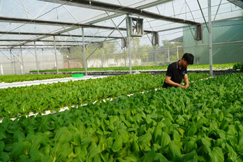 Huyện Cần Giuộc có 15 mã số vùng trồng được cấp