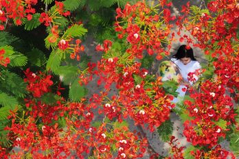 Góc ảnh 'Long An quê hương tôi': Cánh phượng hồng