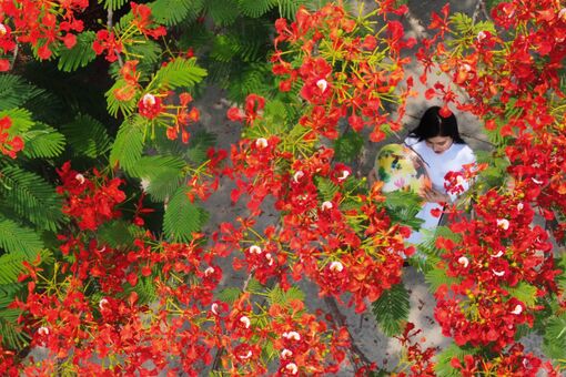 Góc ảnh 'Long An quê hương tôi': Cánh phượng hồng