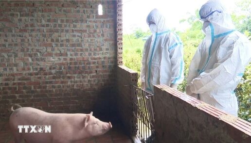 Thêm một địa phương của tỉnh Quảng Ninh xuất hiện dịch tả lợn châu Phi ​