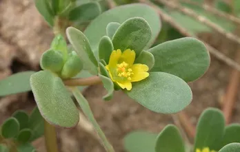 Lợi ích bất ngờ của rau sam: chữa ghẻ ngứa hắc lào, kiết lỵ, giun sán, tiểu buốt...