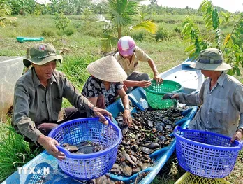 Tỉnh Cà Mau nỗ lực khôi phục, bảo tồn và hồi sinh nguồn lợi cá đồng
