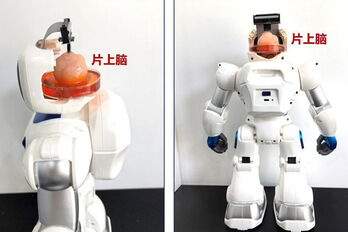 Trung Quốc tạo ra robot có não nhân tạo làm từ tế bào gốc con người