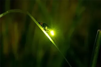 Lập lòe đom đóm tuổi thơ