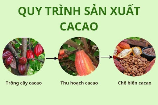 Sức hấp dẫn của cacao từ truyền thống đến hiện đại