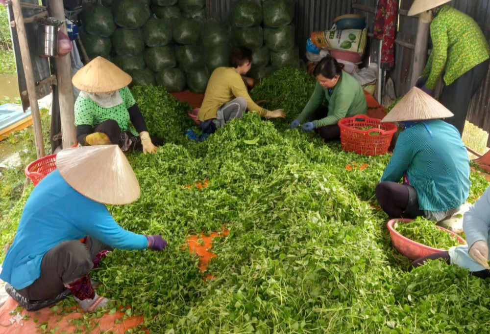 Thạnh Phú: Nỗ lực vì mục tiêu nông thôn mới
