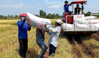 Vĩnh Hưng: Nông dân thu hoạch lúa Hè Thu 2024 có lợi nhuận cao