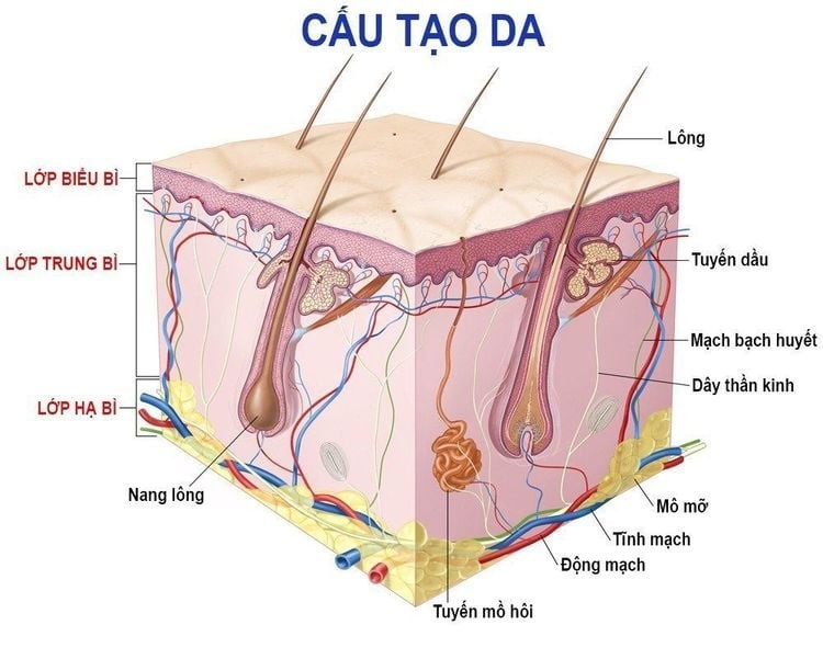 Cấu trúc và sinh lý da