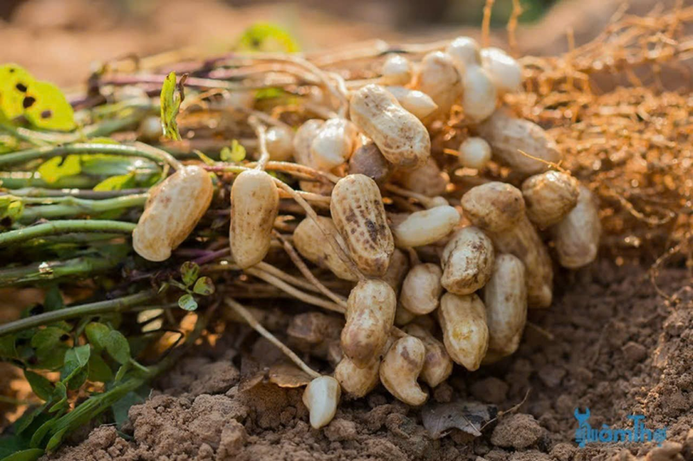 Câu chuyện sản phẩm dầu đậu phộng nguyên chất, đậu phộng cháy tỏi ớt thương hiệu TÂM FOODS