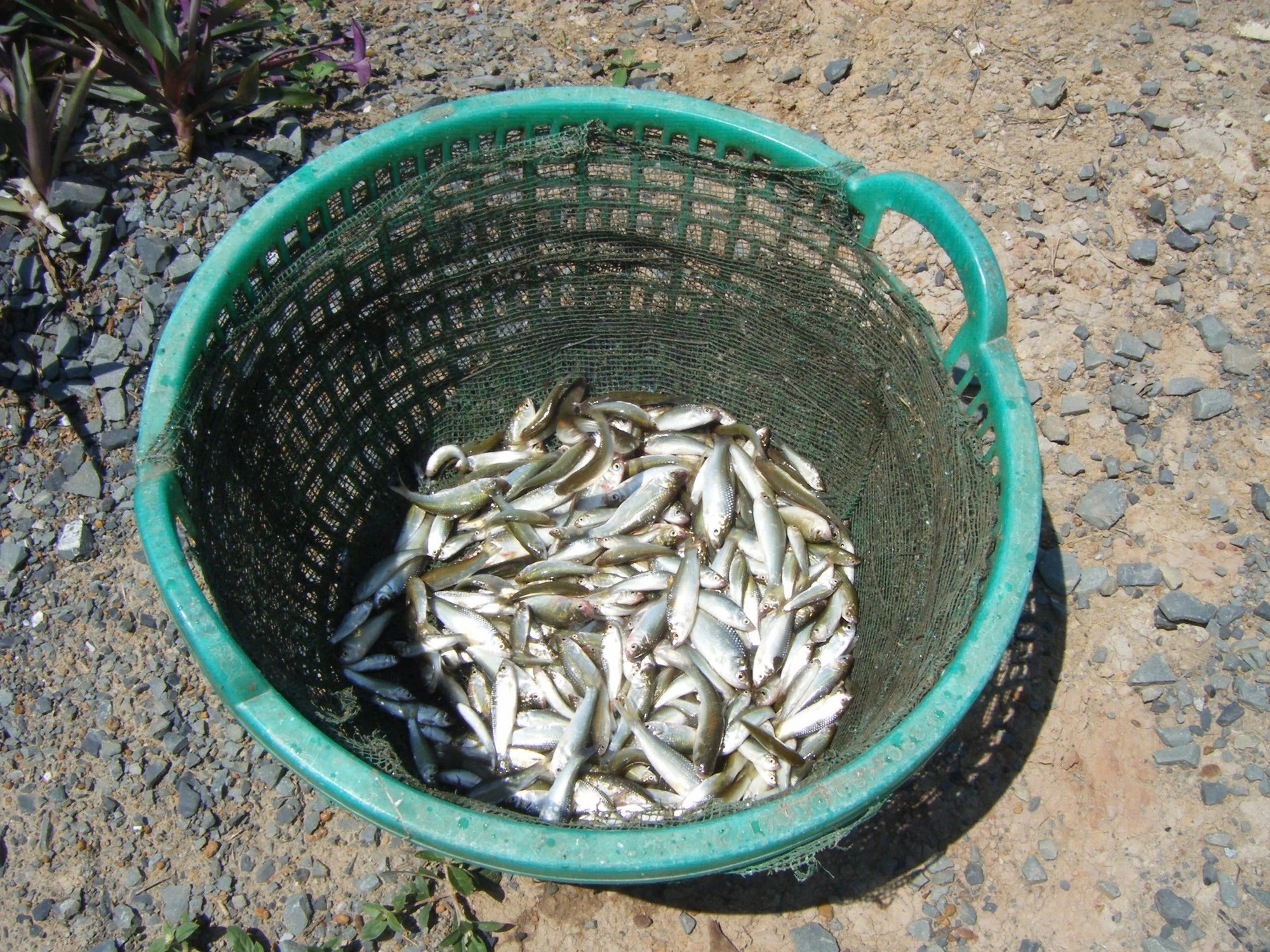 Khám phá mùa nước nổi Long An