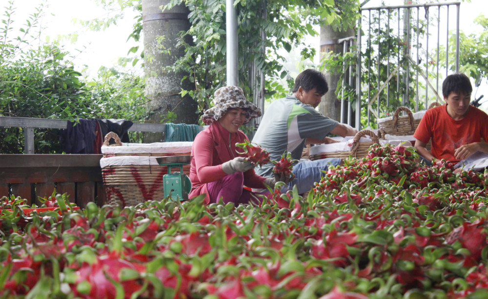 Phát triển vùng trồng thanh long chất lượng cao