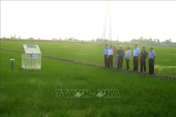 World Bank delegation visits Can Tho’s low-emission rice production model