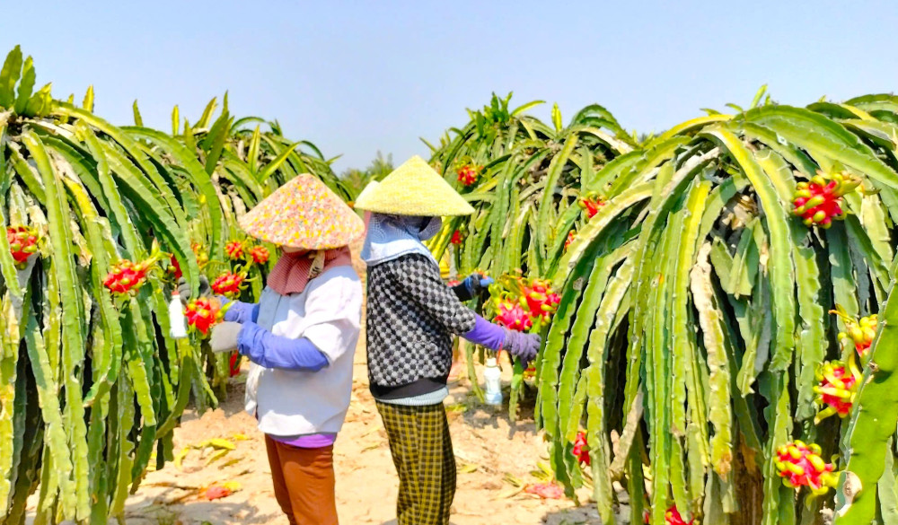 Về Long An thưởng thức các loại đặc sản