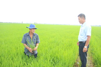 Nỗ lực thực hiện hiệu quả mô hình điểm 1 triệu hécta lúa chất lượng cao và phát thải thấp Nỗ lực thực hiện hiệu quả mô hình điểm 1 triệu hécta lúa chất lượng cao và phát thải thấp