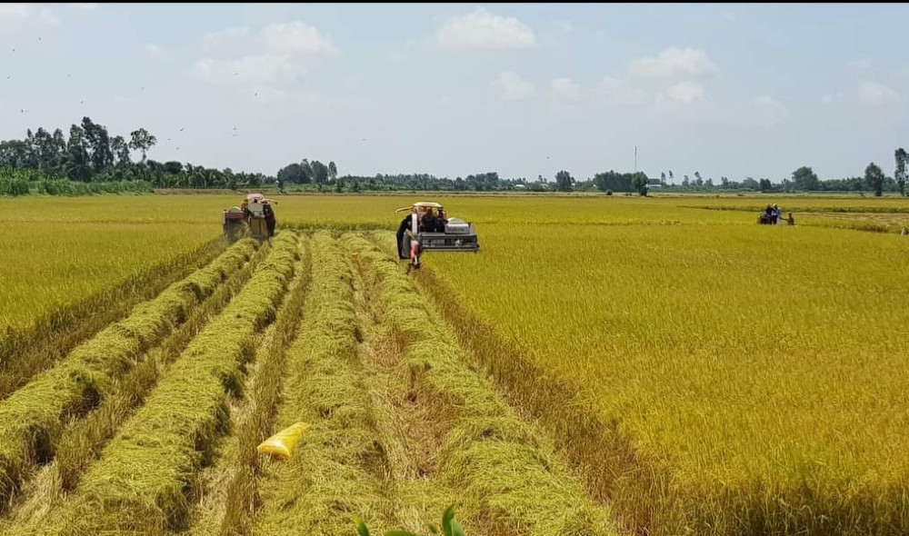 Thạnh Hóa: Phát triển nông nghiệp theo hướng chất lượng cao và bền vững