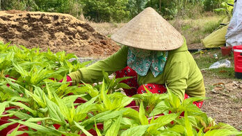 Tân Hưng: Nông dân tất bật vào vụ hoa tết Tân Hưng: Nông dân tất bật vào vụ hoa tết