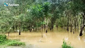 Floods cause losses of 580 million USD to rubber plantations