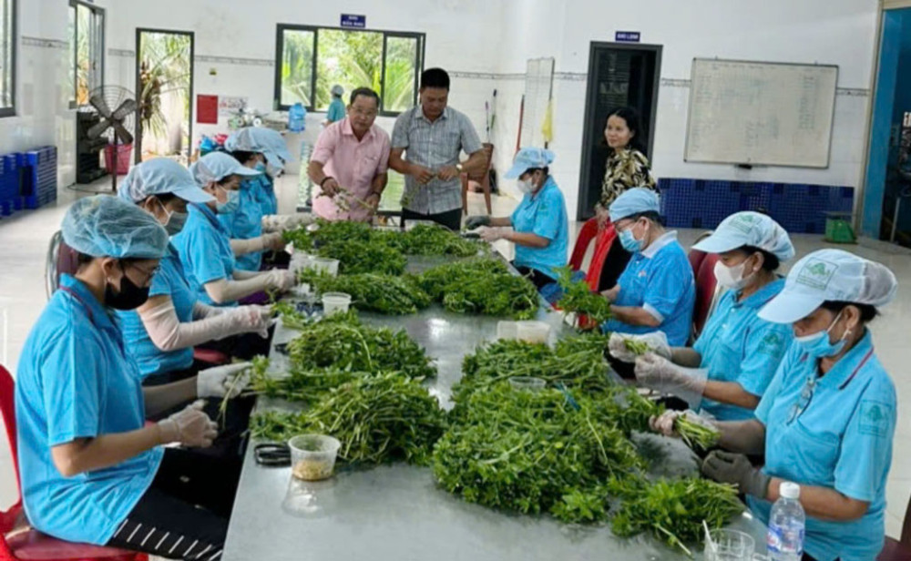 Promoting consuming linkages helps farmers feel secure in production