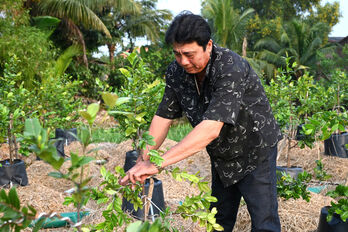 Bustling Tet flower season