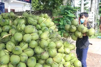 Vietnam’s coconut industry eyes billion-dollar markets