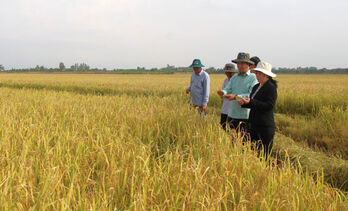 Positive signals from 1 million hectares of high-quality, low-emission rice project