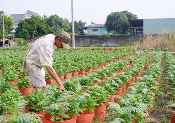 Farmers busy taking care of Tet flowers