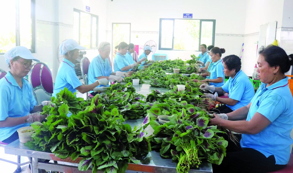 Liên minh Hợp tác xã nỗ lực vươn lên