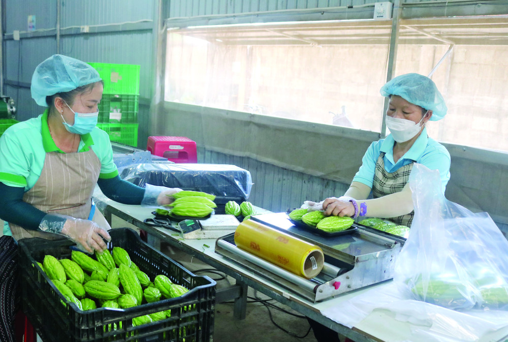 Liên minh Hợp tác xã nỗ lực vươn lên