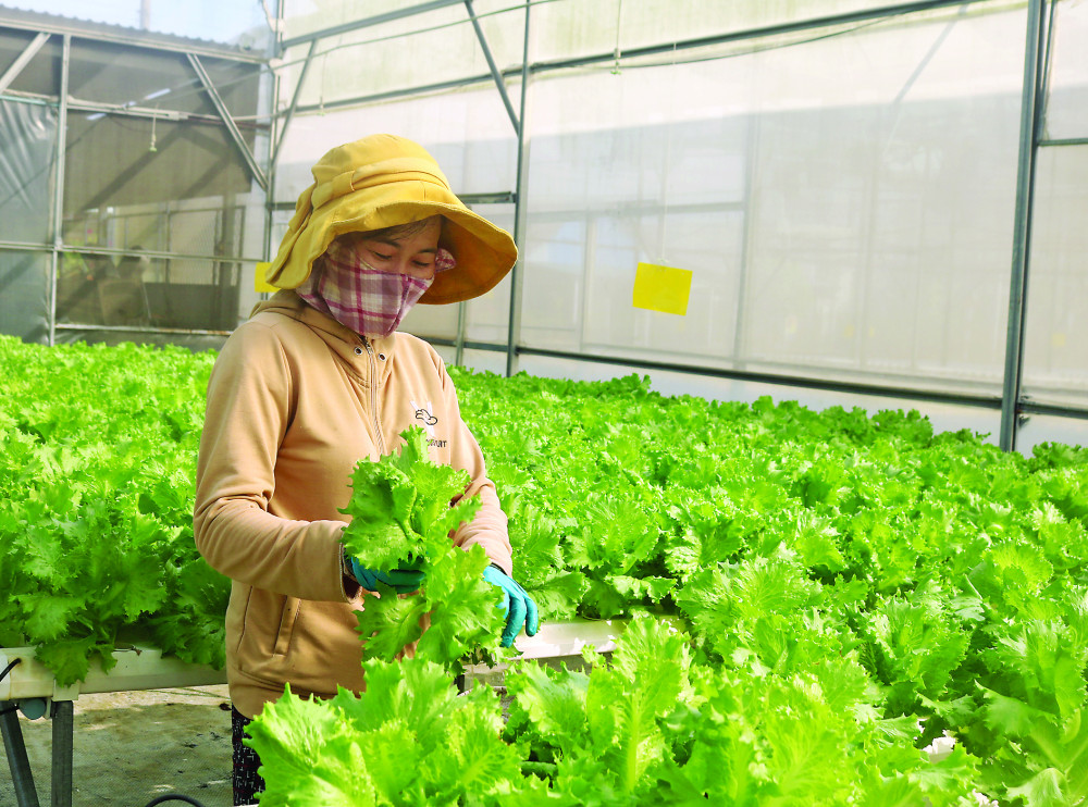 Liên minh Hợp tác xã nỗ lực vươn lên
