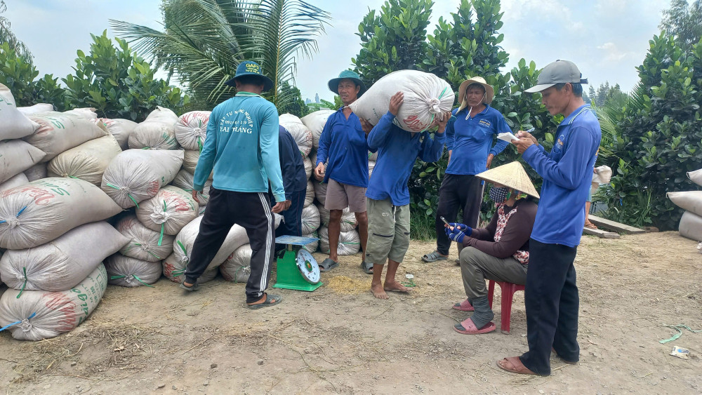 Giá lúa giảm sâu, nông dân sản xuất thu lợi nhuận rất thấp